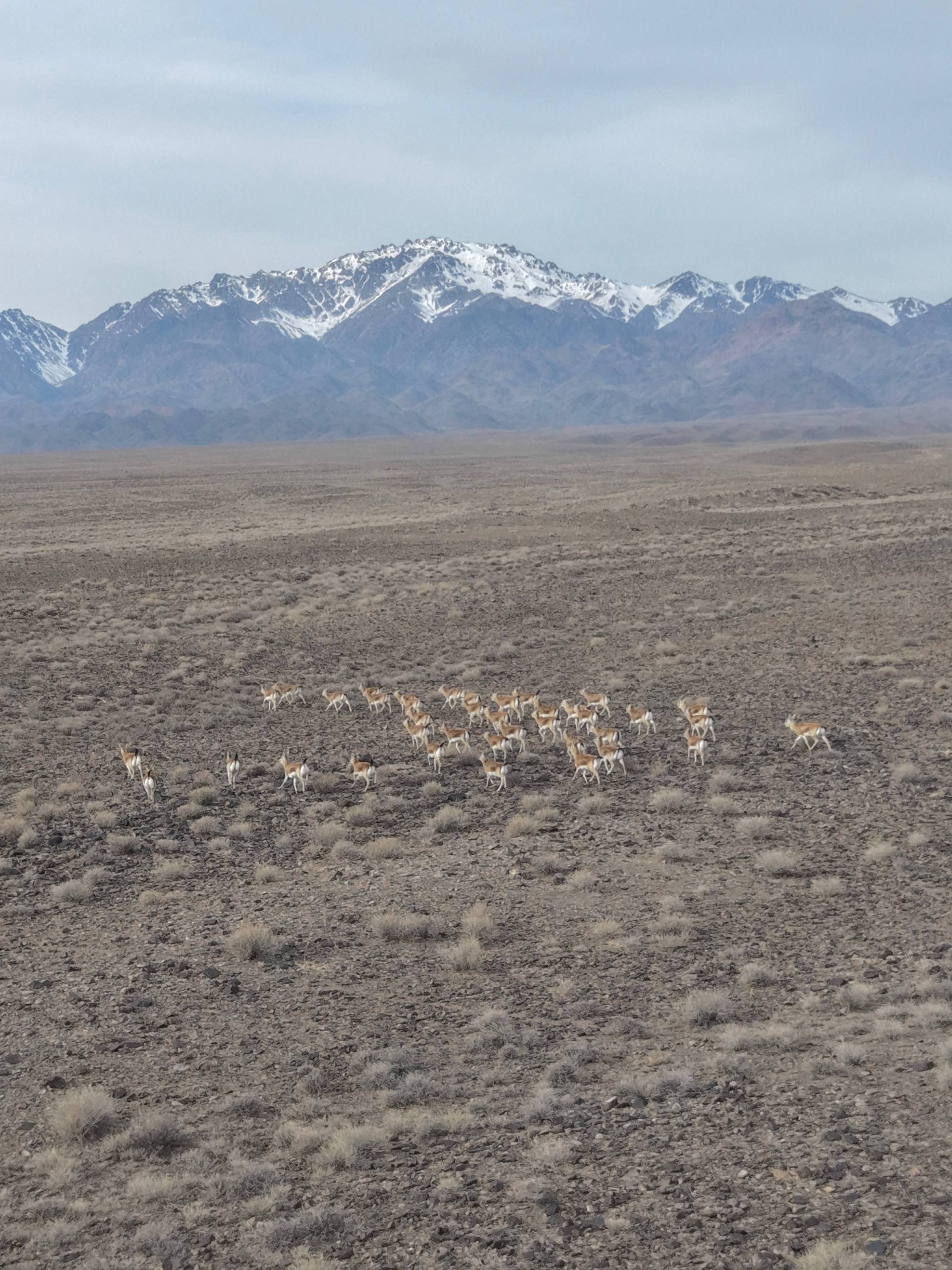 Алтын-Емел ұлттық паркінде Қызыл кітапқа енген аңдарға қысқы санақ жүргізілді