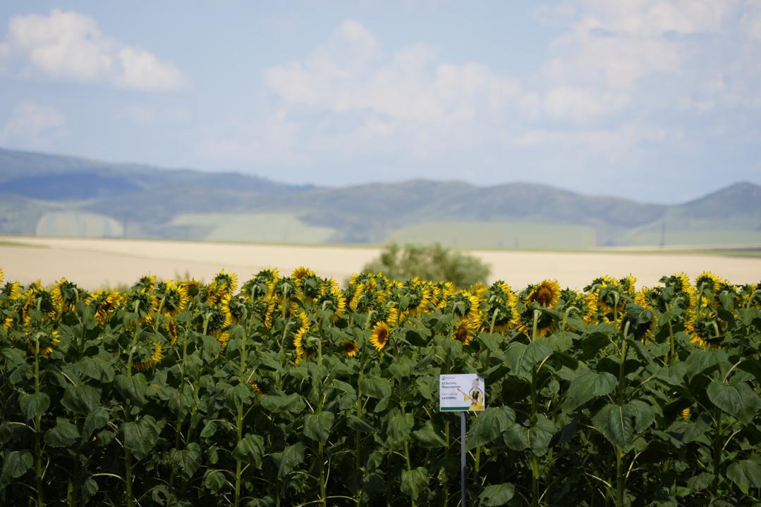 Поддержка села: как реализуются государственные программы в Восточно-Казахстанской области