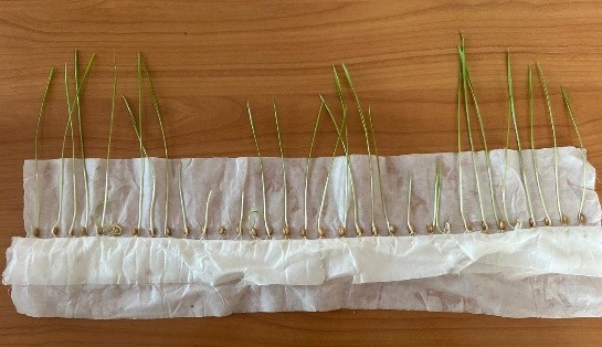 Тұқымның фитоанализі-сау егіннің КЕПІЛІ