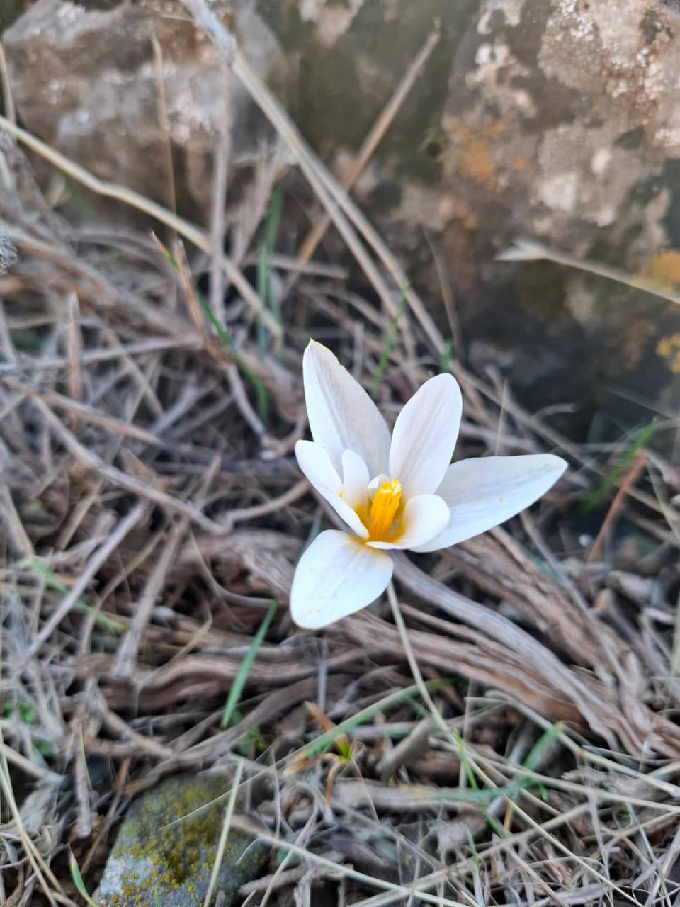 Қаратаудағы көктем жаршылары