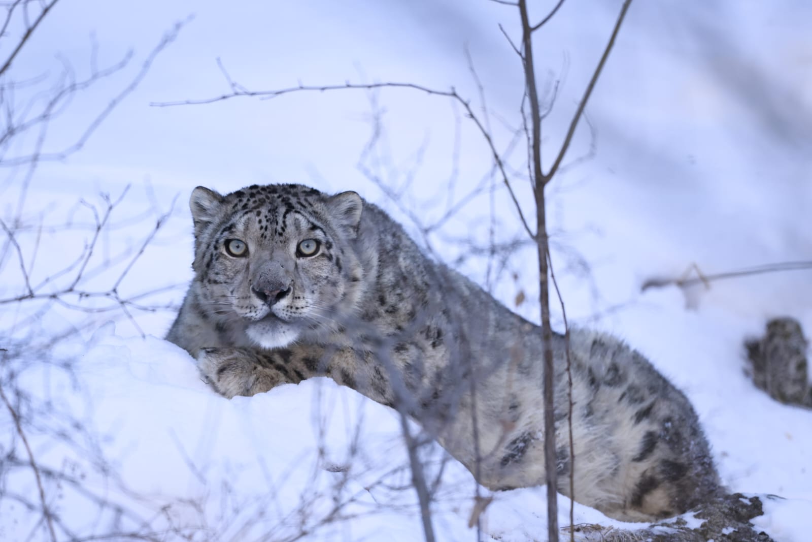 Снежному барсу установлен спутниковый ошейник для его защиты и мониторинга