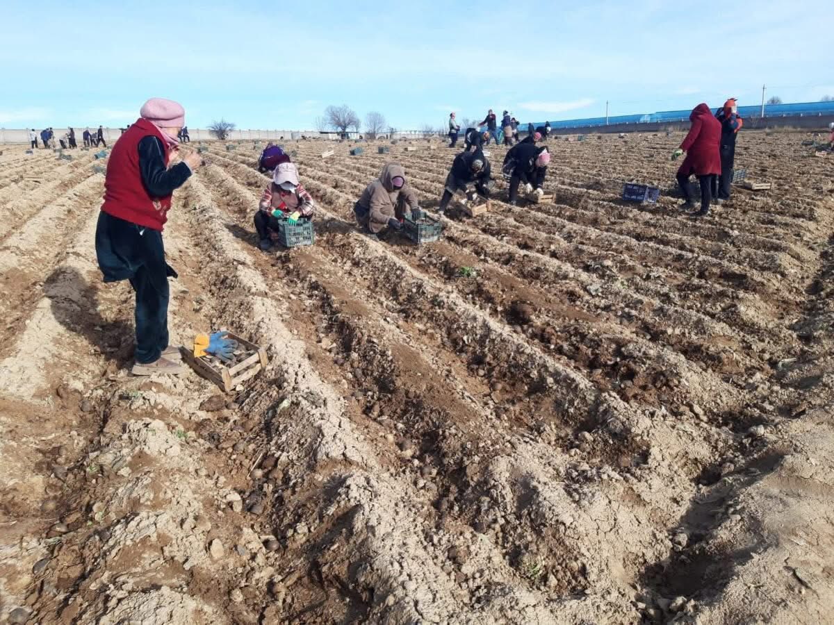САРЫАҒАШ АУДАНЫНДА ЕГІН ЕГУ НАУҚАНЫ БАСТАЛДЫ
