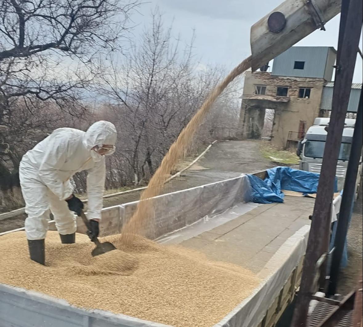 ТҮРКІСТАН ОБЛЫСЫНЫҢ ШАРУАЛАРЫ ЖЕҢІЛДЕТІЛГЕН БАҒАДА МАЛАЗЫҚТЫҚ БИДАЙМЕН ҚАМТЫЛУДА