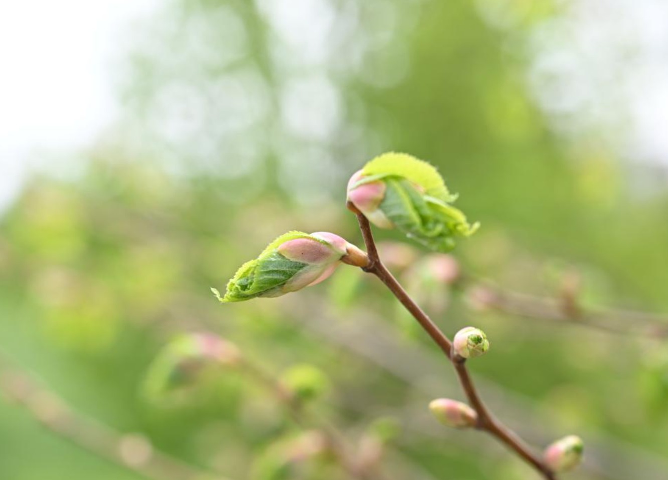 Жетісуда «Таза Қазақстан» аясында 12 жасыл аймақ абаттандырылады