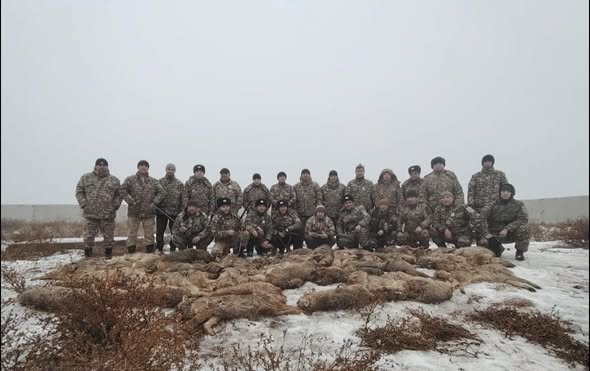 Қазалы ауданында шибөрілер саны реттелуде