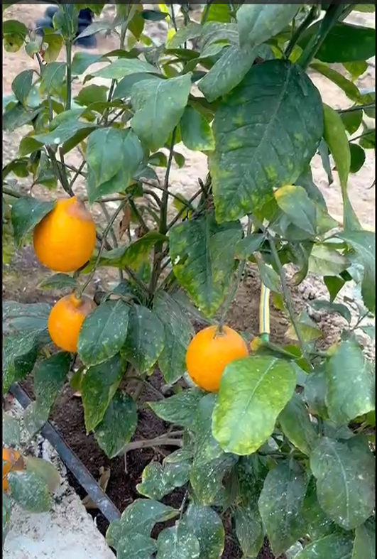 Маңғыстау облысының кәсіпкерлік және сауда басқармасы ЖСДП МОФ төрағасымен бірлесіп, Мұнайлы ауданы мен Ақтау қаласындағы  кәсіпкерлердің жобаларының қазіргі жай-күйімен танысты.