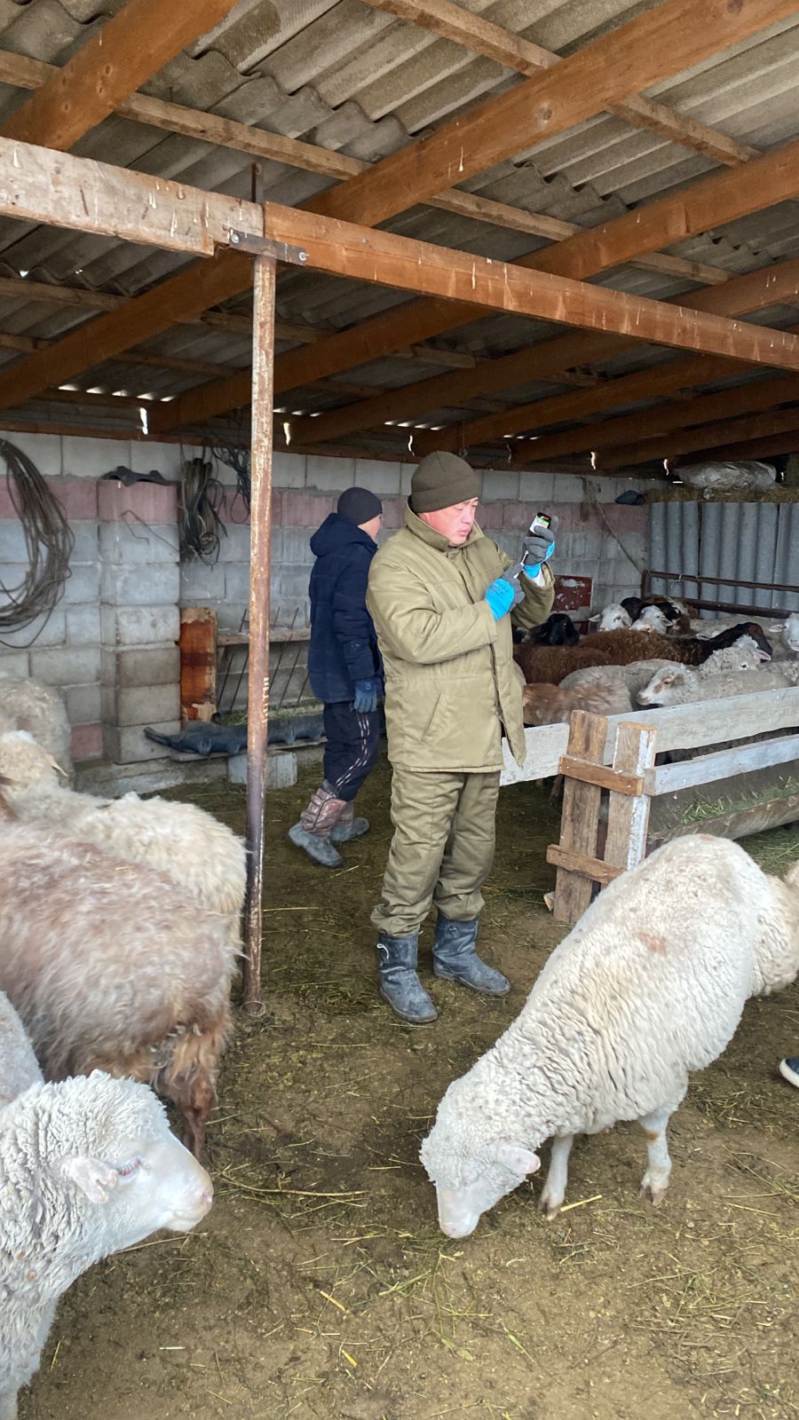 Балпық ауылдық округінде жүргізілген ветеринариялық іс-шаралар туралы есеп