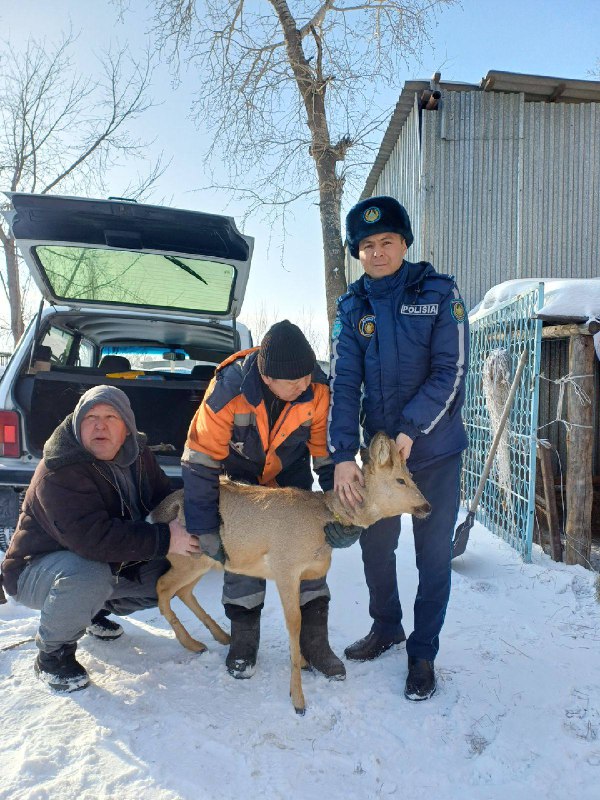Сібір елігі үй ауласынан табылды: Семей қаласының полицейлері жануарды биологиялық орталыққа тапсырды