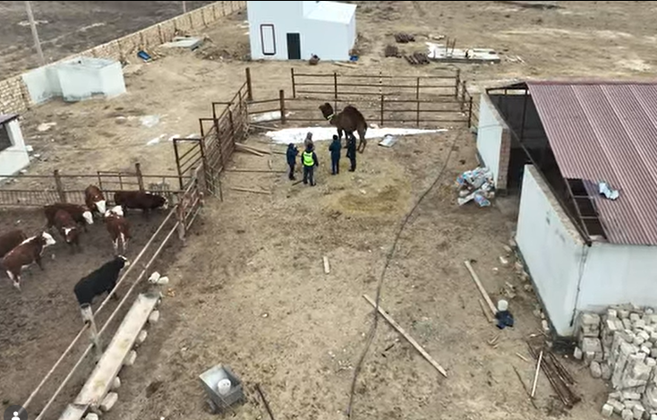 Мал қатысатын жол-көлік оқиғаларының алдын алу шаралары күшейтілді