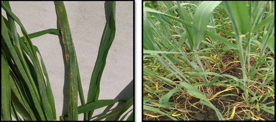 Тұқым материалына фитоанализ жүргізудің маңыздылығы.