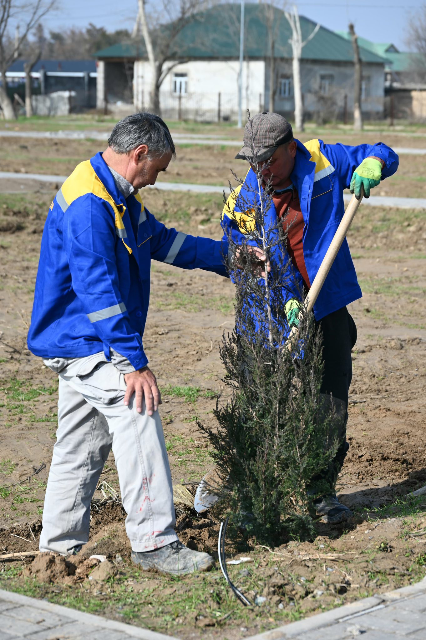 ТҮРКІСТАН: ЖЕТІСАЙДА БІР КҮНДЕ 5 МЫҢ ТҮП КӨШЕТ ОТЫРҒЫЗЫЛДЫ