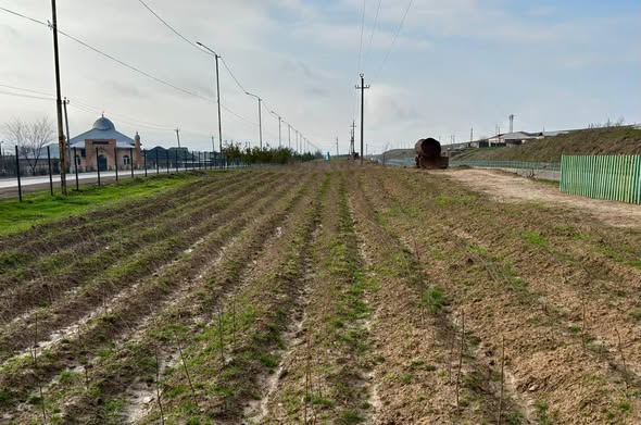 ТҮРКІСТАН ОБЛЫСЫ КӨШЕТ ӨНДІРУ МЕН АҒАШ ОТЫРҒЫЗУДА РЕСПУБЛИКАДА КӨШ БАСТАП ТҰР