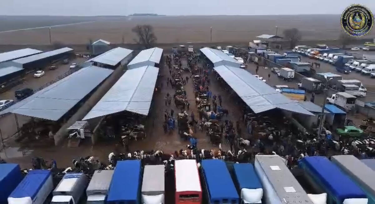 Түркістанда полицейлер ветеринария заңнамасын бұзған 30-ға жуық тұрғынды анықтады