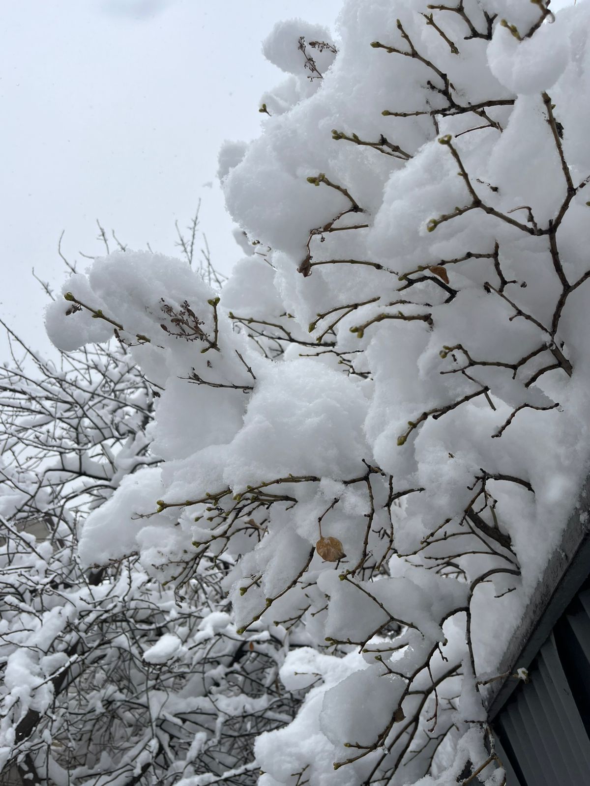 Алматыда бір түнде 27 см-ге дейін қар жауды