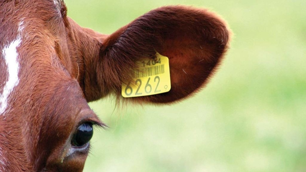 ЖАДНАМА ауыл шаруашылығы  жануарларын  бірдейлендіру  туралы