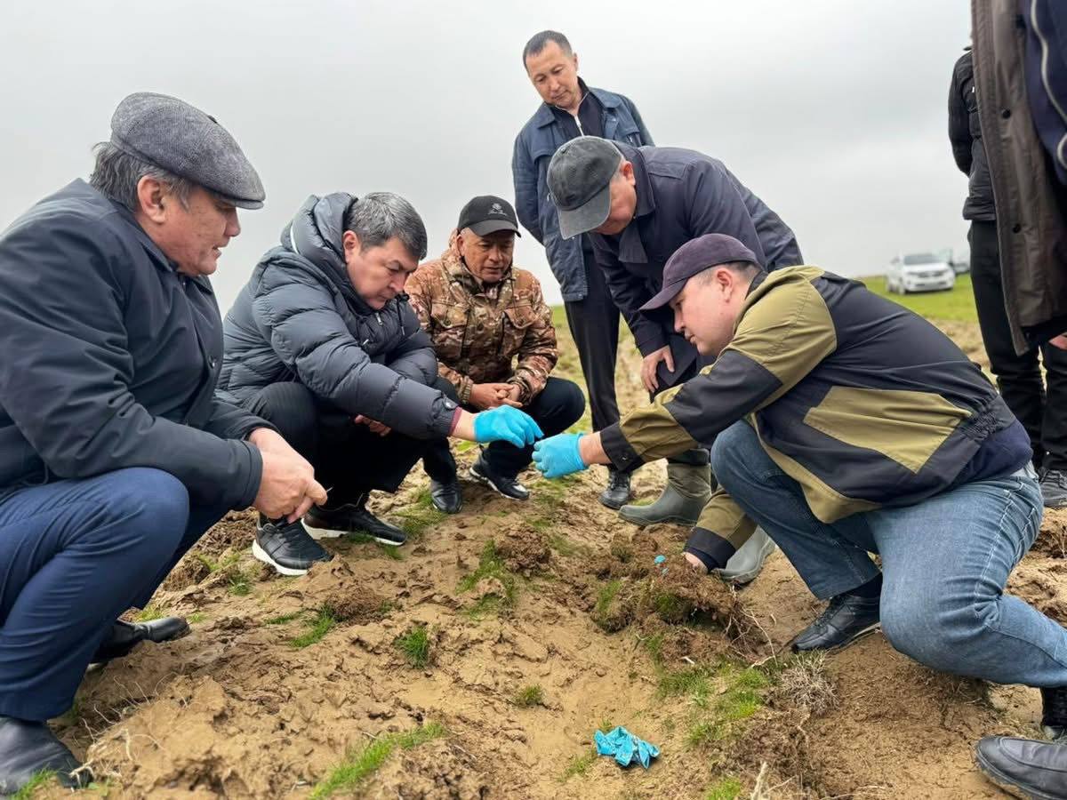 ТҮРКІСТАН ОБЛЫСЫНДА ШЕГІРТКЕГЕ ҚАРСЫ КҮРЕС БАСТАЛДЫ