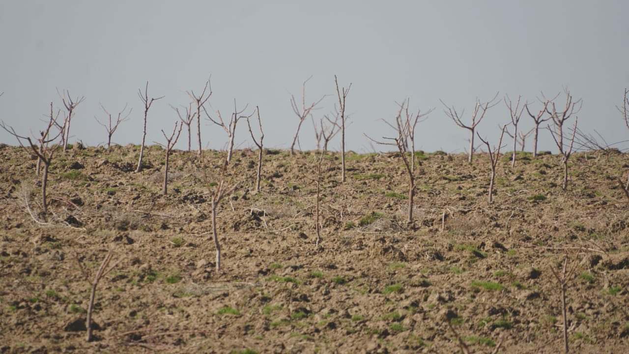ТҮРКІСТАН: КЕЛЕСТЕ ЗАМАНАУИ ТЕХНОЛОГИЯМЕН 30 ГЕКТАРҒА ШАБДАЛЫ, ШИЕ ЖӘНЕ ЖҮЗІМ ЕГІЛУДЕ
