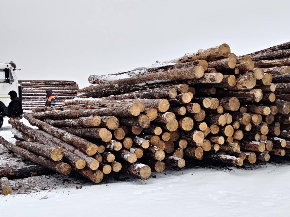 Қазақстанда ағашты таңбалау бойынша пилоттық жобаның қорытындысы шығарылды