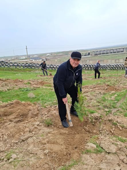 КЕЛЕС: АҚСАҚАЛ НЕМЕРЕЛЕРІМЕН БІРГЕ АҒАШ ОТЫРҒЫЗДЫ