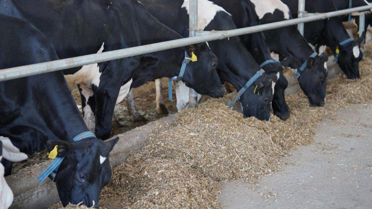 7 жыл ішінде Қазақстандағы ауыл шаруашылығы өндірісінің көлемі екі есеге жуық артты