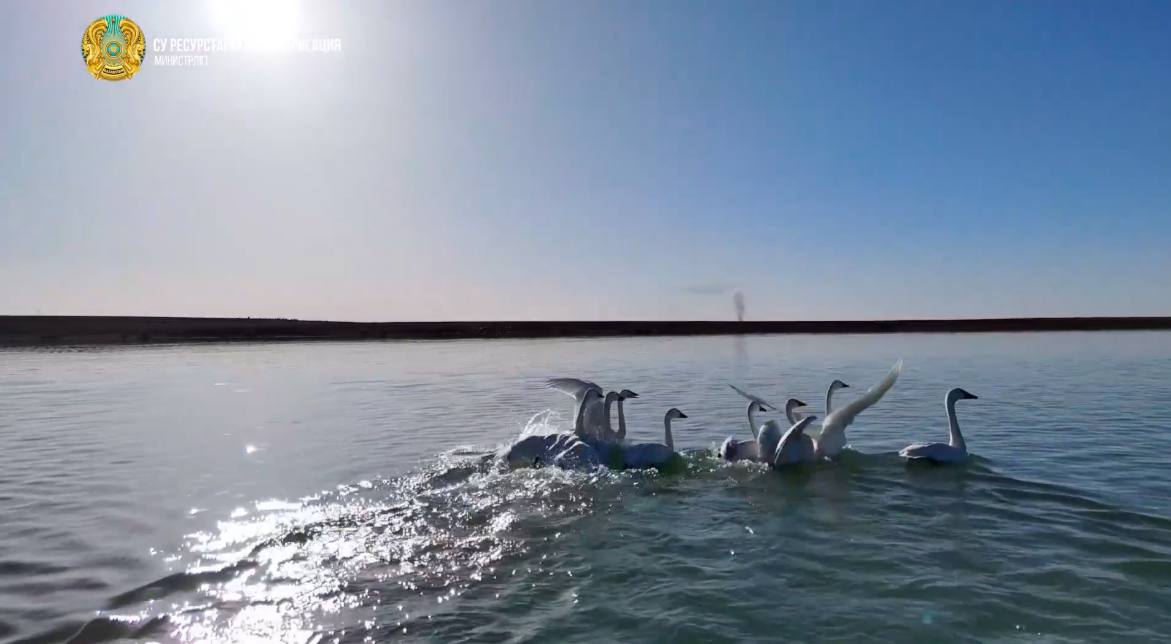 Қызылордалық «Қазсушар» мамандары «Бесарық» су қоймасына жүргізген мониторинг кезінде бір топ аққуды байқады