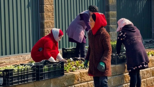 ГҮЛ ҚАЛА: ШЫМКЕНТ КӨШЕЛЕРІНЕ 1,6 МЛН ГҮЛ ЕГІЛЕДІ