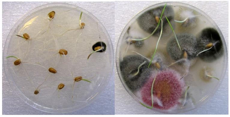 Сапалы тұқымдар-мол өнім алудың кепілі