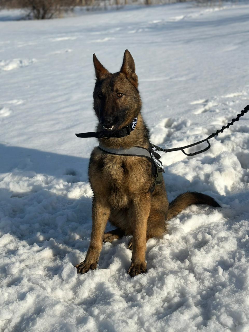 Сәтті дебют: жас қызметтік ит Бублик бекетте тәртіп бұзушыны анықтауға көмектесті