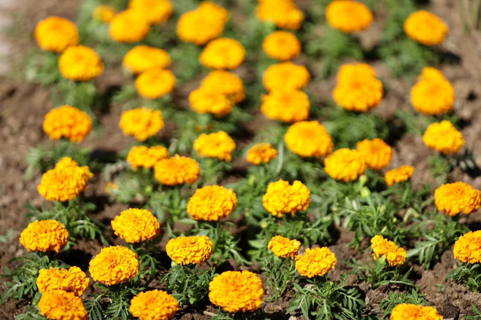 ТҮРКІСТАНДА КӨКТЕМГІ АБАТТАНДЫРУ МЕН ГҮЛ ЕГУ ЖҰМЫСТАРЫ ҚАРҚЫН АЛДЫ