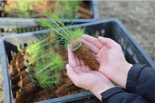 19 наурыз - Жаңару күні