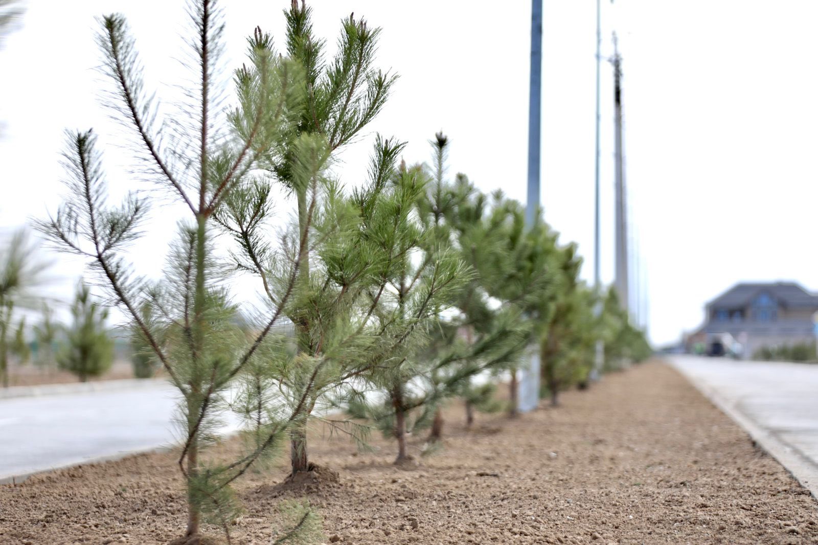 ЖАҢАРУ КҮНІНДЕ «TURAN» АЭА-ДА ТАЛ ЕГУ ЖҰМЫСТАРЫ ЖҮРГІЗІЛДІ