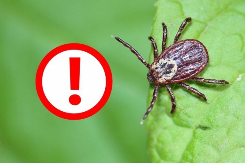 Кене энцефалиті