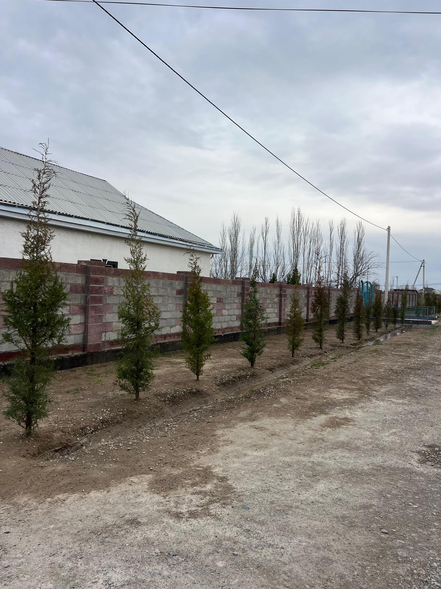 ТҮРКІСТАН: САУРАН АУДАНЫНДА ЖАҢАРУ КҮНІНДЕ 300-ГЕ ЖУЫҚ ШЫРША ЕГІЛДІ