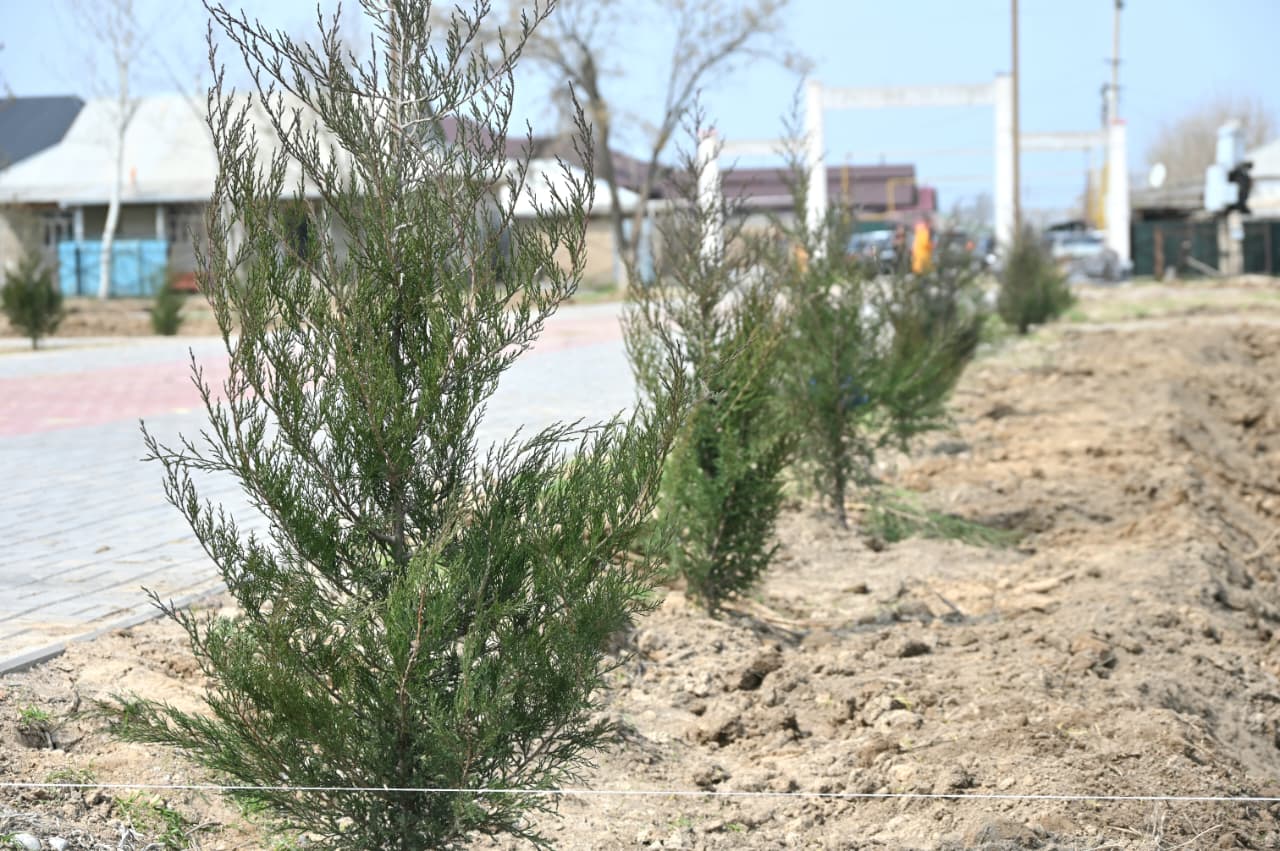 ТҮРКІСТАН: ЖАҢАРУ КҮНІ ЖЕТІСАЙДА 5 МЫҢ ТҮП КӨШЕТ ОТЫРҒЫЗЫЛДЫ