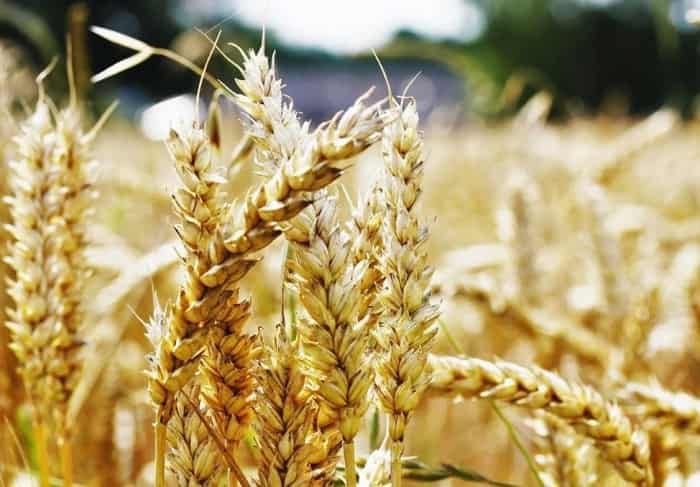 Жаздық дақылдарды қуаңшылықтан сақтандыру бойынша АКК 2026 жылғы маусымға өтінім қабылдауды жалғастыруда