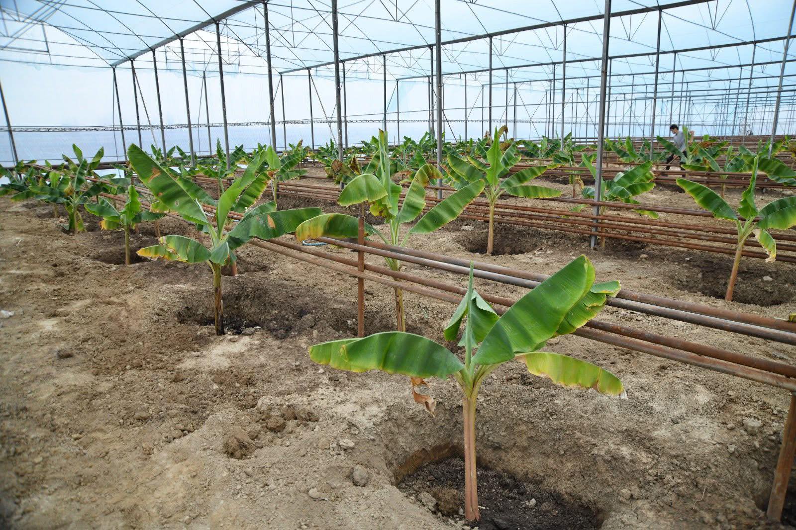 ТҮРКІСТАН: ОТЫРАРДА БАНАН ӨСІРІЛЕ БАСТАДЫ