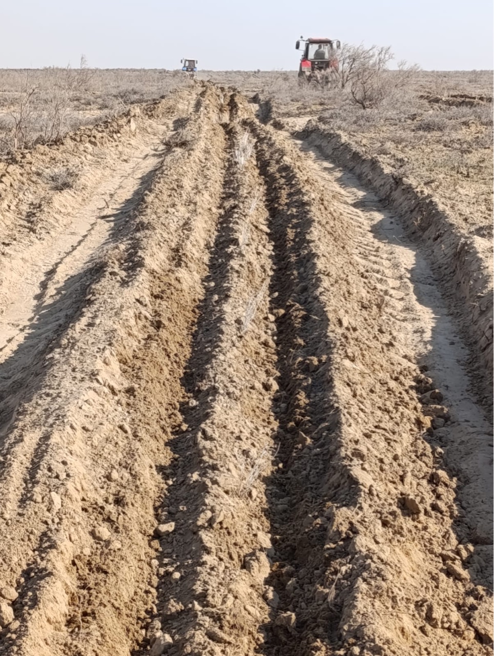 Сексеуіл көшеттерін егу жұмыстары жүргізілуде