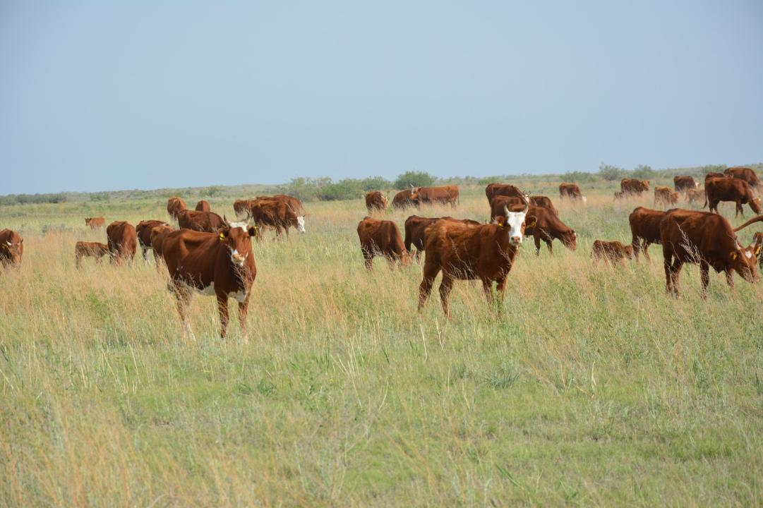 Жамбыл облысында мал шаруашылығы қарқынды дамуда