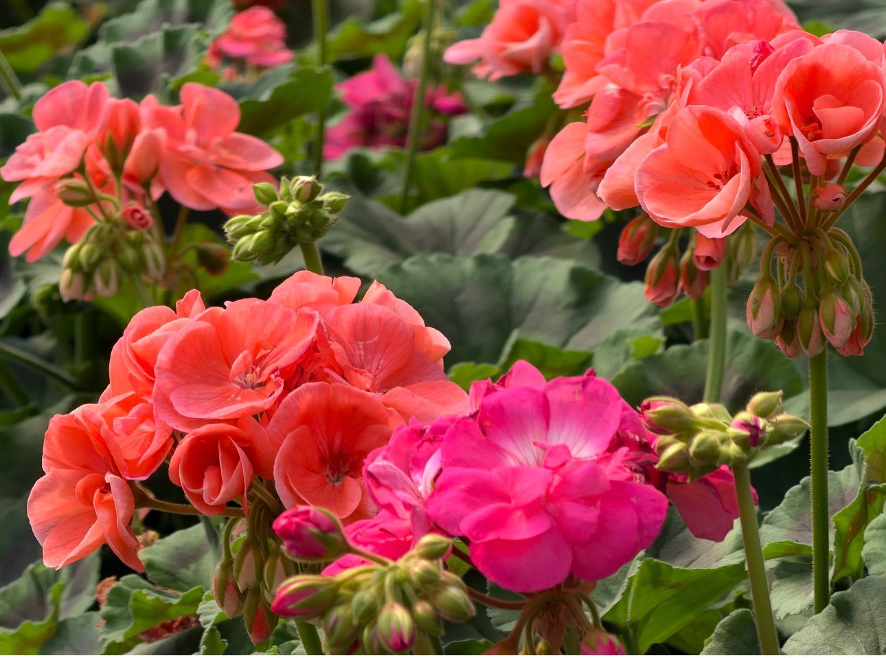 Алматыда «Гүлденген мегаполис» атты көрме өтеді