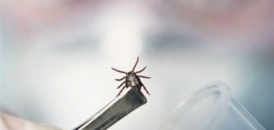 Конго  - Крымская  геморрагическая  лихорадка (ККГЛ)