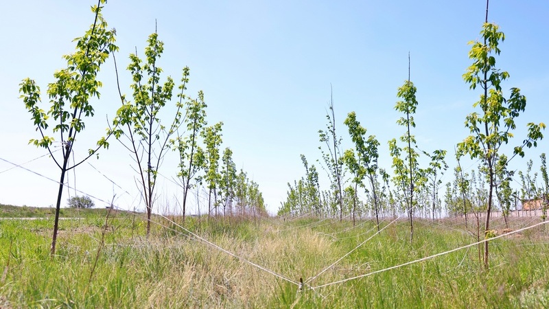 The green belt for the Karaganda region