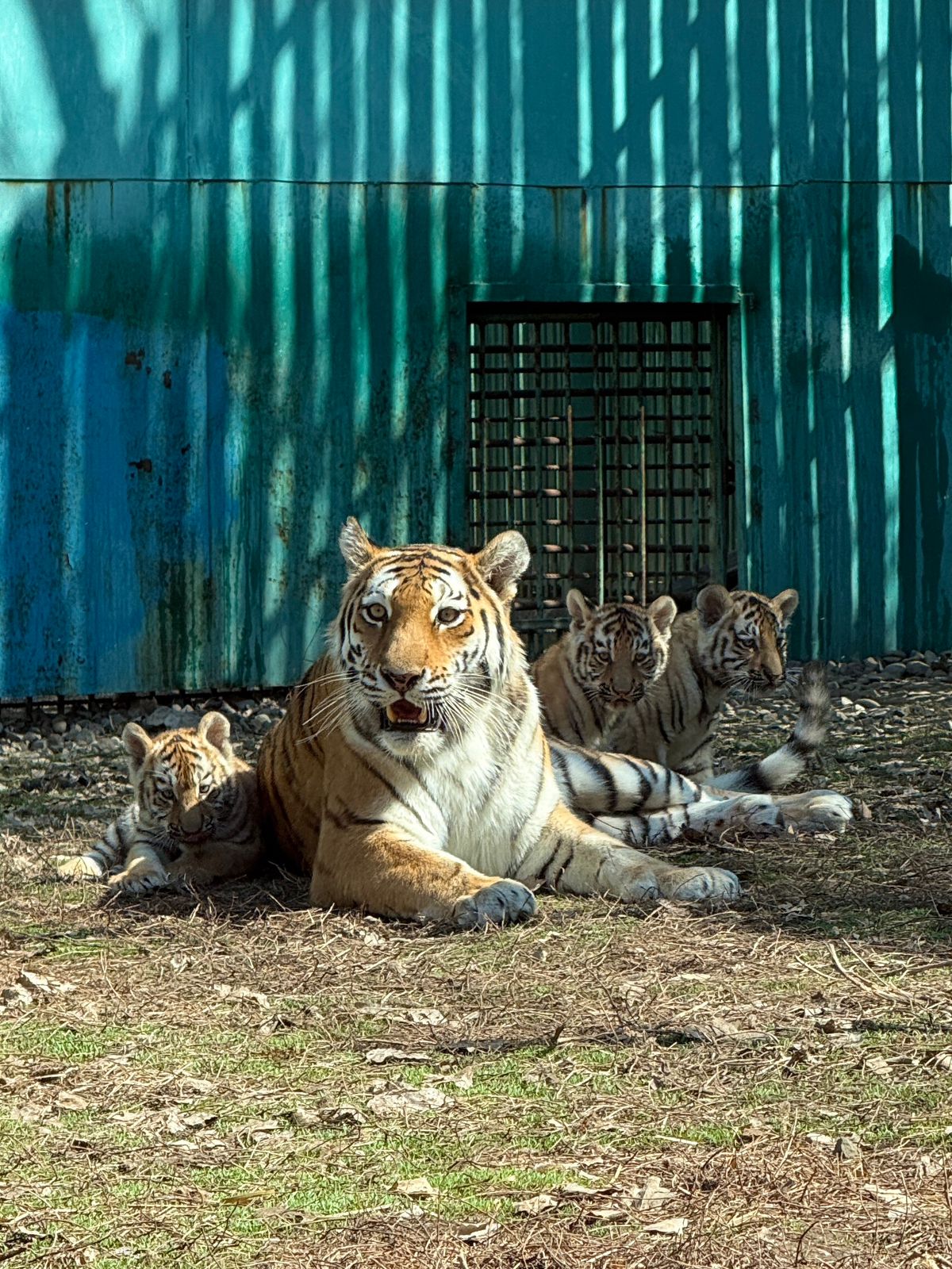 Алматы зообағында үш амур жолбарысының күшігі дүниеге келді