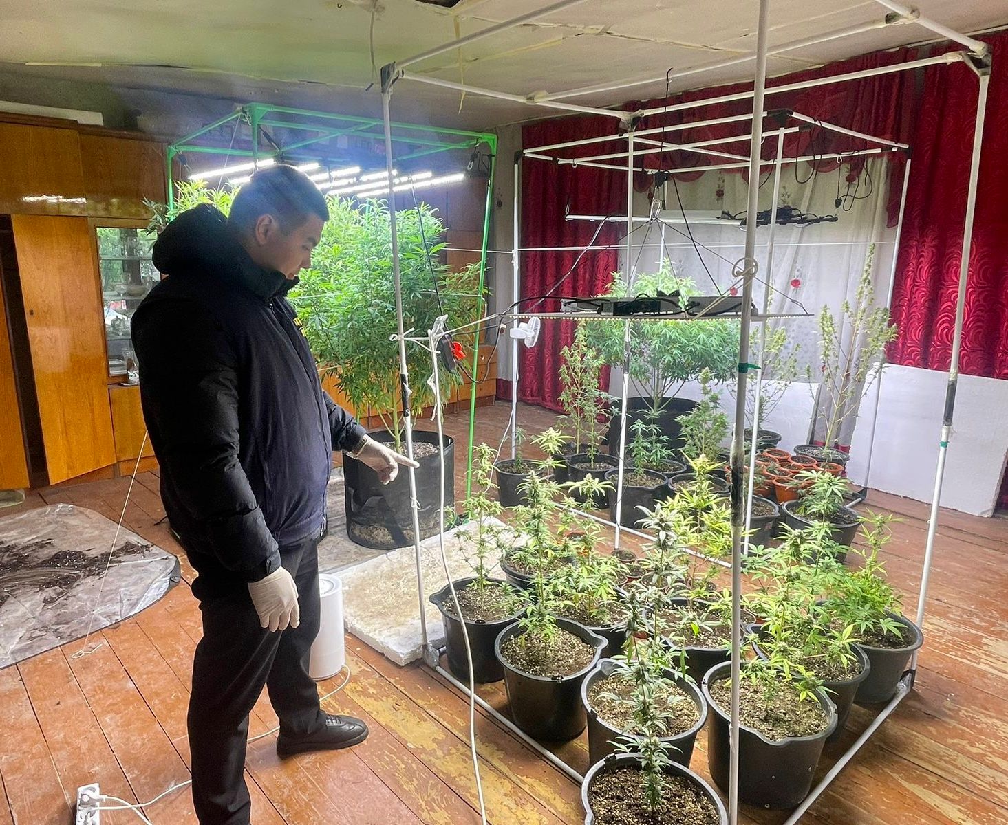 Атырауда полиция ауласына 62 түп қарасора еккен күдіктіні ұстады