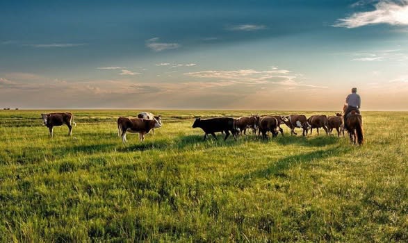 В ТУРКЕСТАНСКОЙ ОБЛАСТИ БОЛЕЕ 200 ТЫСЯЧ ГЕКТАРОВ ПАСТБИЩ ПЕРЕДАНЫ В ОБЩЕЕ ПОЛЬЗОВАНИЕ