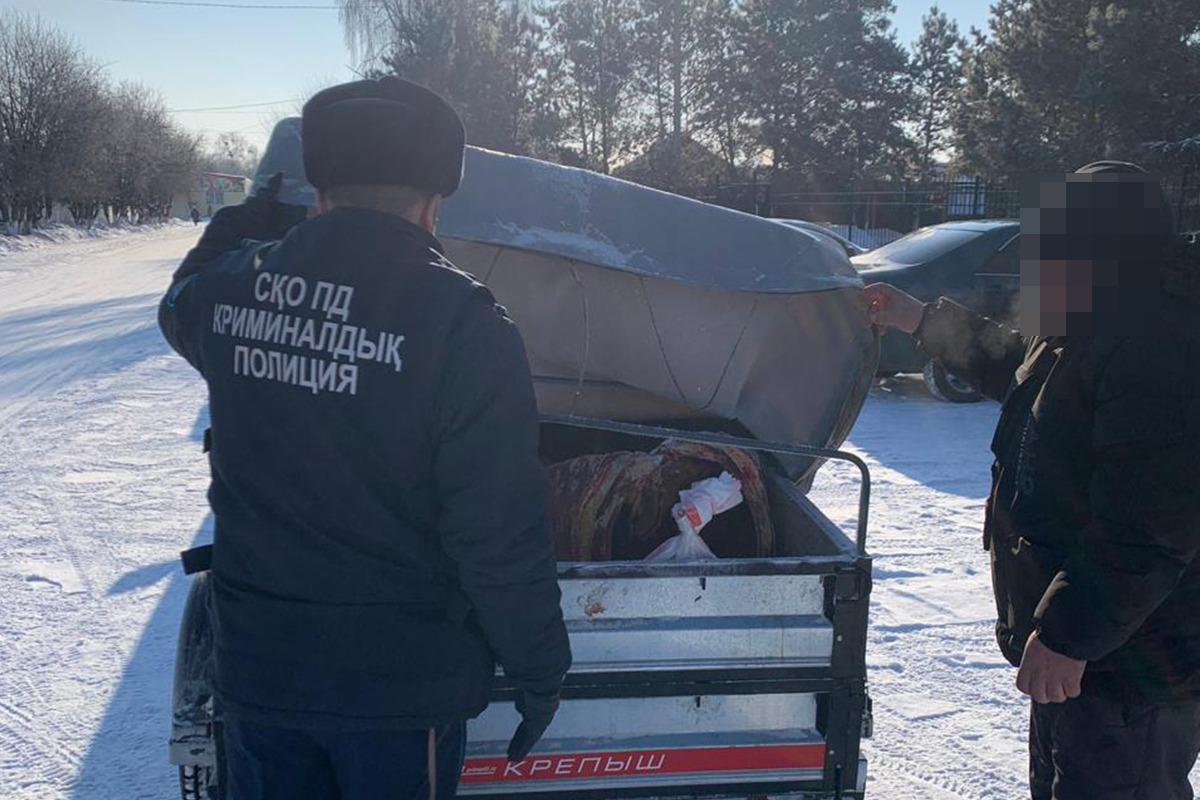СҚО-да бір күн ішінде малды қараусыз жаюдың 26 фактісі анықталды