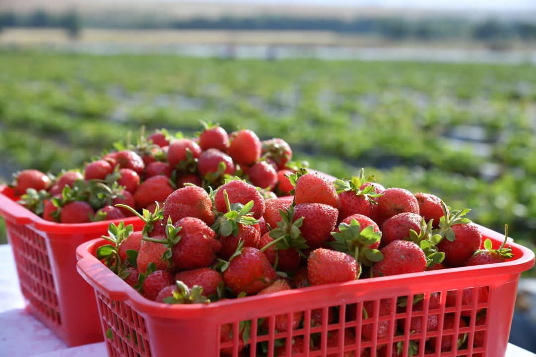 ТҮРКІСТАН ОБЛЫСЫНДА КӨКТЕМГІ ЕГІС НАУҚАНЫ ҚАРҚЫНДЫ ЖҮРІП ЖАТЫР