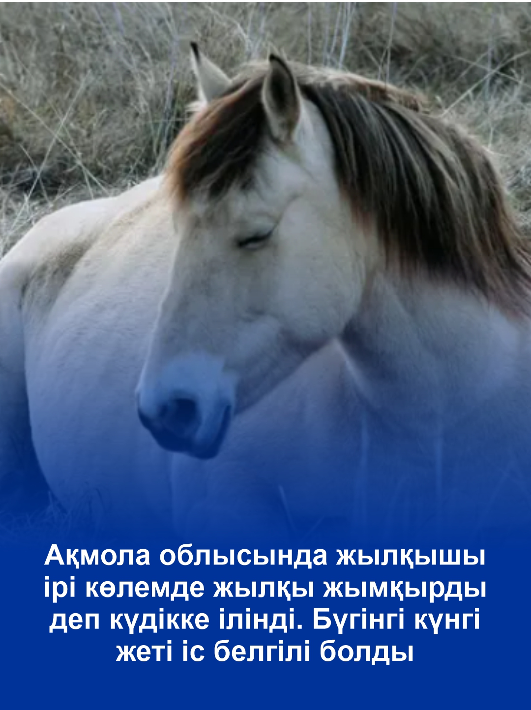 Табунщик подозревается в крупной растрате лошадей в Акмолинской области