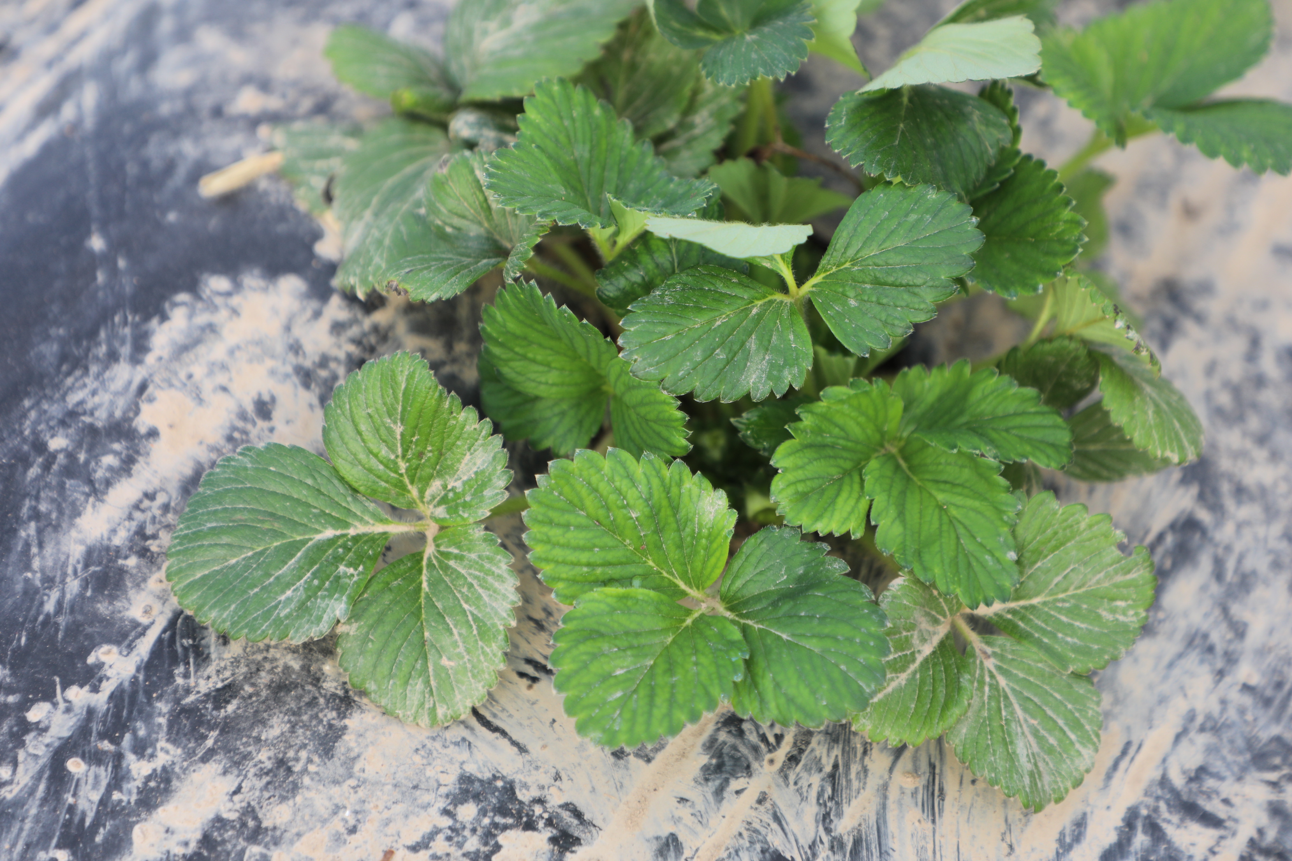 САРЫАГАШ: НАЧАЛИСЬ ВЕСЕННИЕ ПОЛЕВЫЕ РАБОТЫ