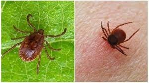 Клещевой энцефалит