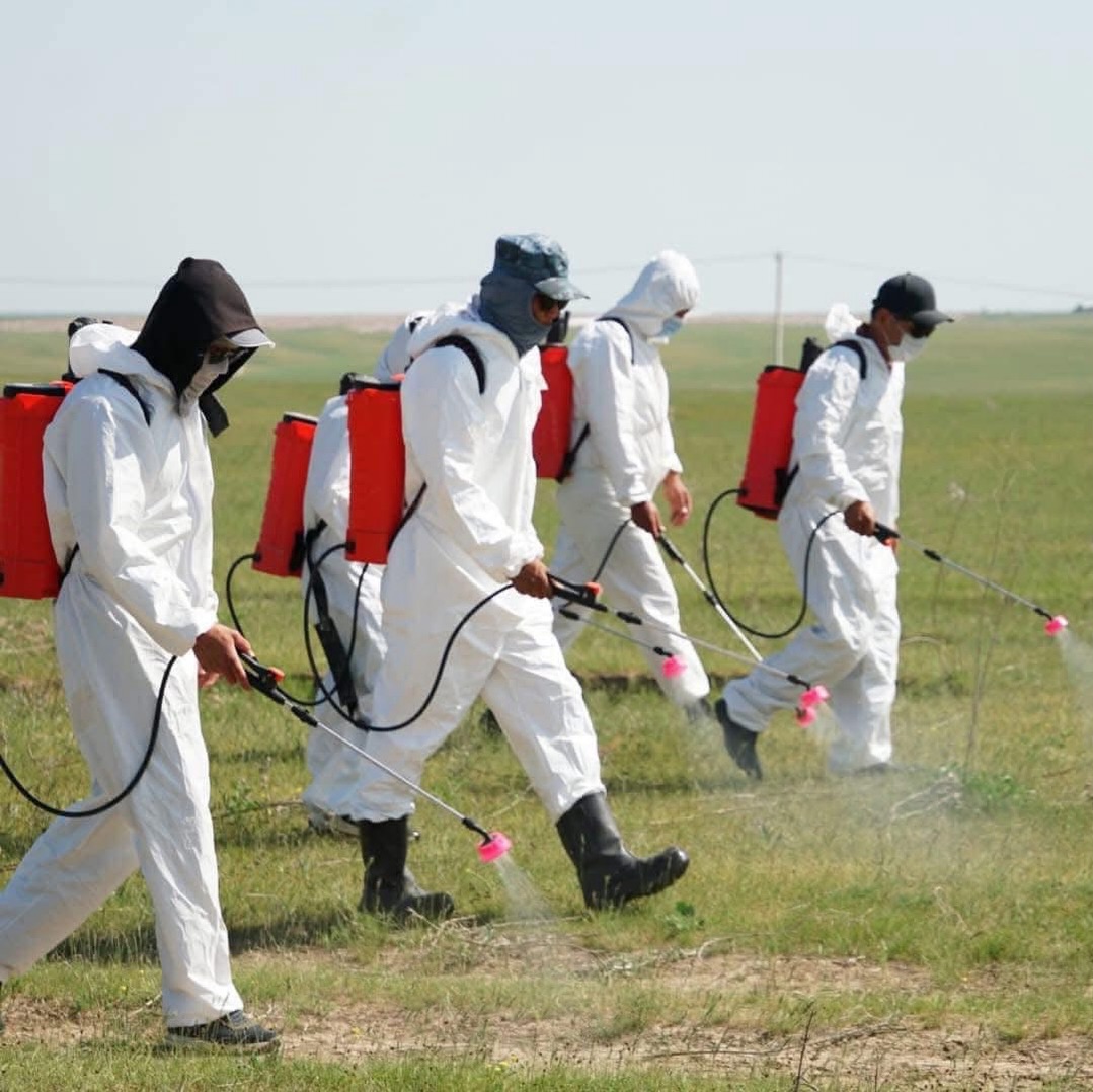 В ТУРКЕСТАНСКОЙ ОБЛАСТИ ПРОРАБОТАНА РАБОТА ПО КООРДИНАЦИИ БОРЬБЫ С САРАНЧОЙ